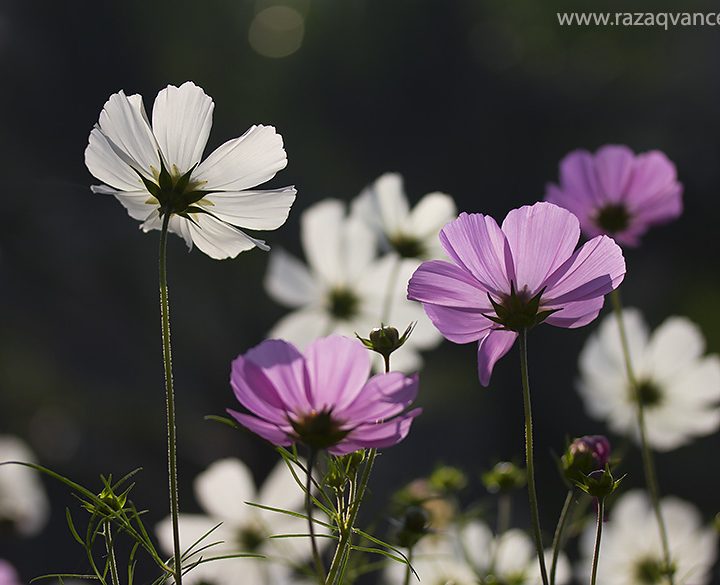 Splendid Beauty of Cosmos Flower in Spring Season