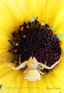 Nature Photography And Art OF Camouflage In Insects