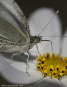 Use Of Differential Focus To Get Best Creative Macro Pictures