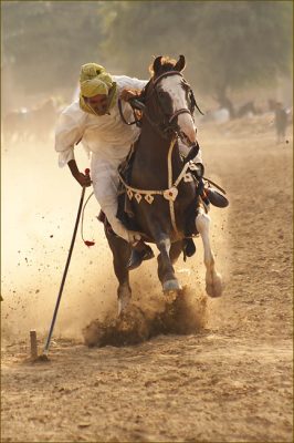 Sensational Photography Of Horses In Action