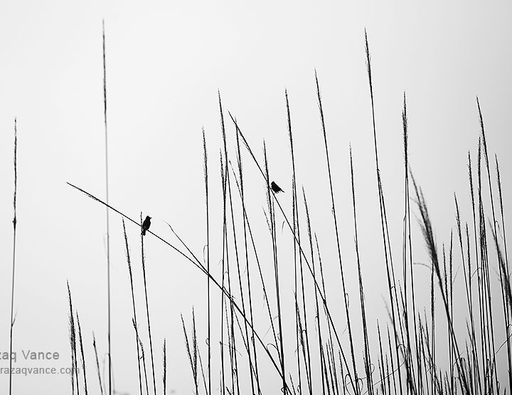 Birds in Conversation: Minilist Photography