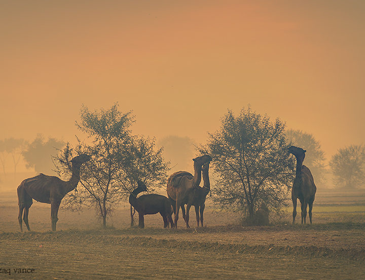 Camels Browsing in a Winter Morning with Warm Sun Light