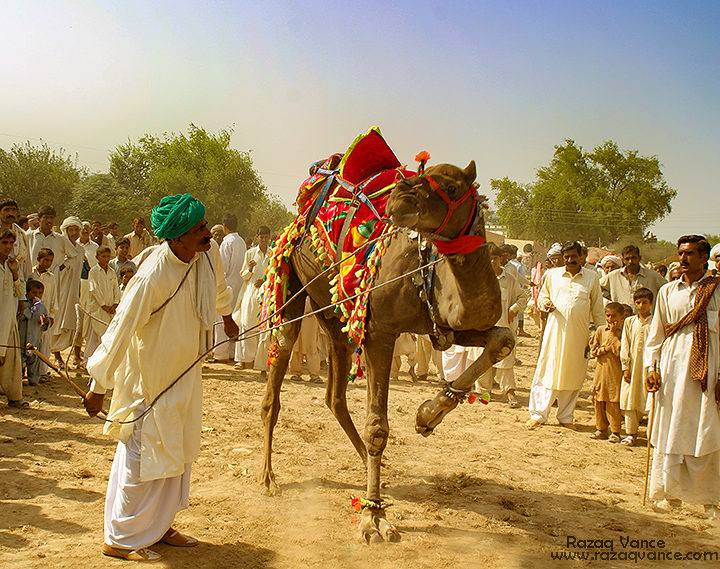 Camel Dance - Another Color of Punjab Culture