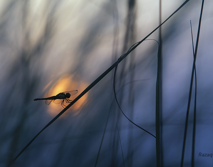 Dragonfly Against the Sun in the Last Minutes of Sunset