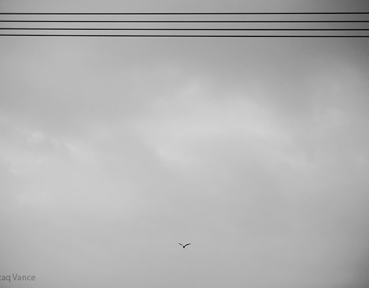 Sky is the Limit for a Free Bird