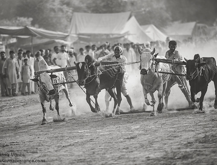Hilarious Moments of Great Game of Bull Race