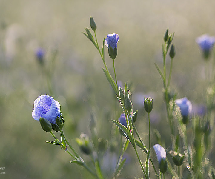 Mesmerising Beauty of Blue Flax or Alsi Flower in Winter Morning Light