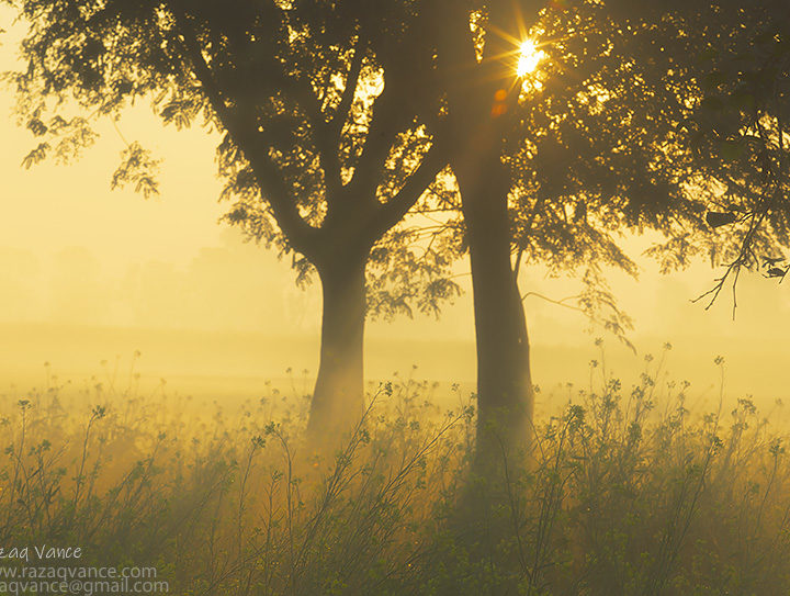 Sun Peeping Through the Trees in a Misty Morning