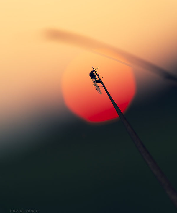 An Insect Basking in the Sun in a Winter Evening
