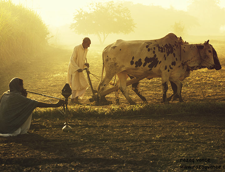 Daily Life of Farmers in a Beautiful Winter Morning