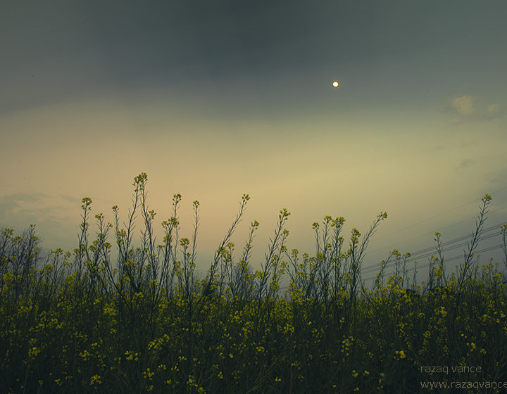 Moon rise in a Misty Winter Evening