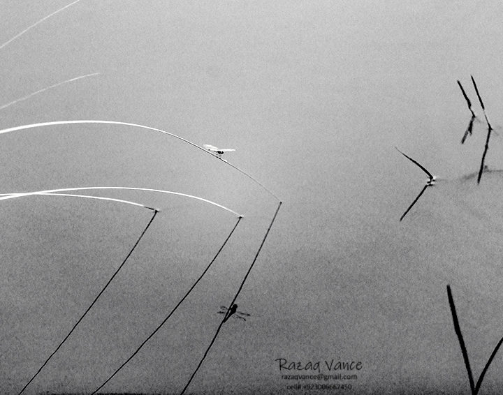 Dragon fly on the Reeds in the river Ravi